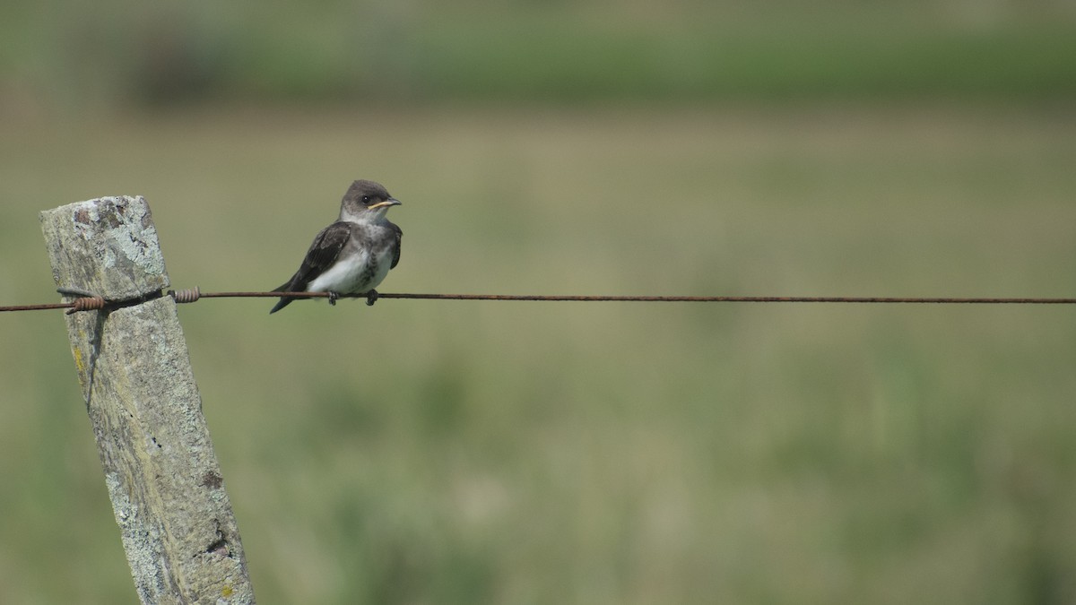 Golondrina Parda - ML618292035