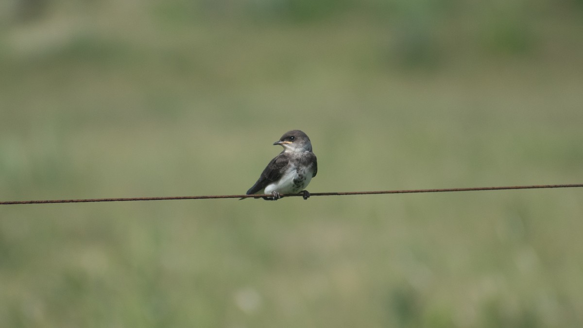 Brown-chested Martin - Ludmila Berrueta