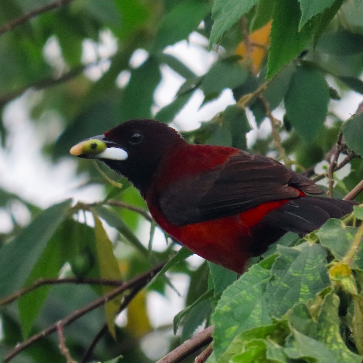 Crimson-backed Tanager - Israel Toloza Pérez