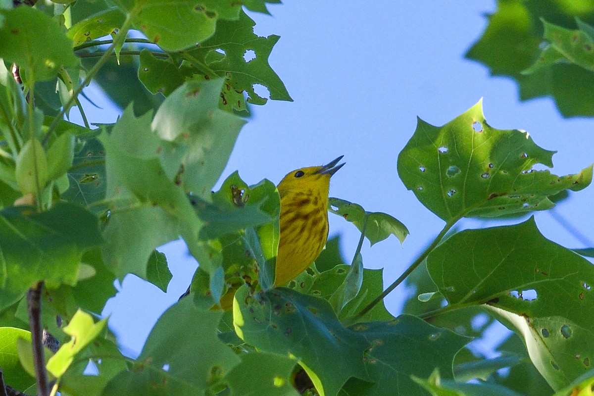 Yellow Warbler - ML618292064