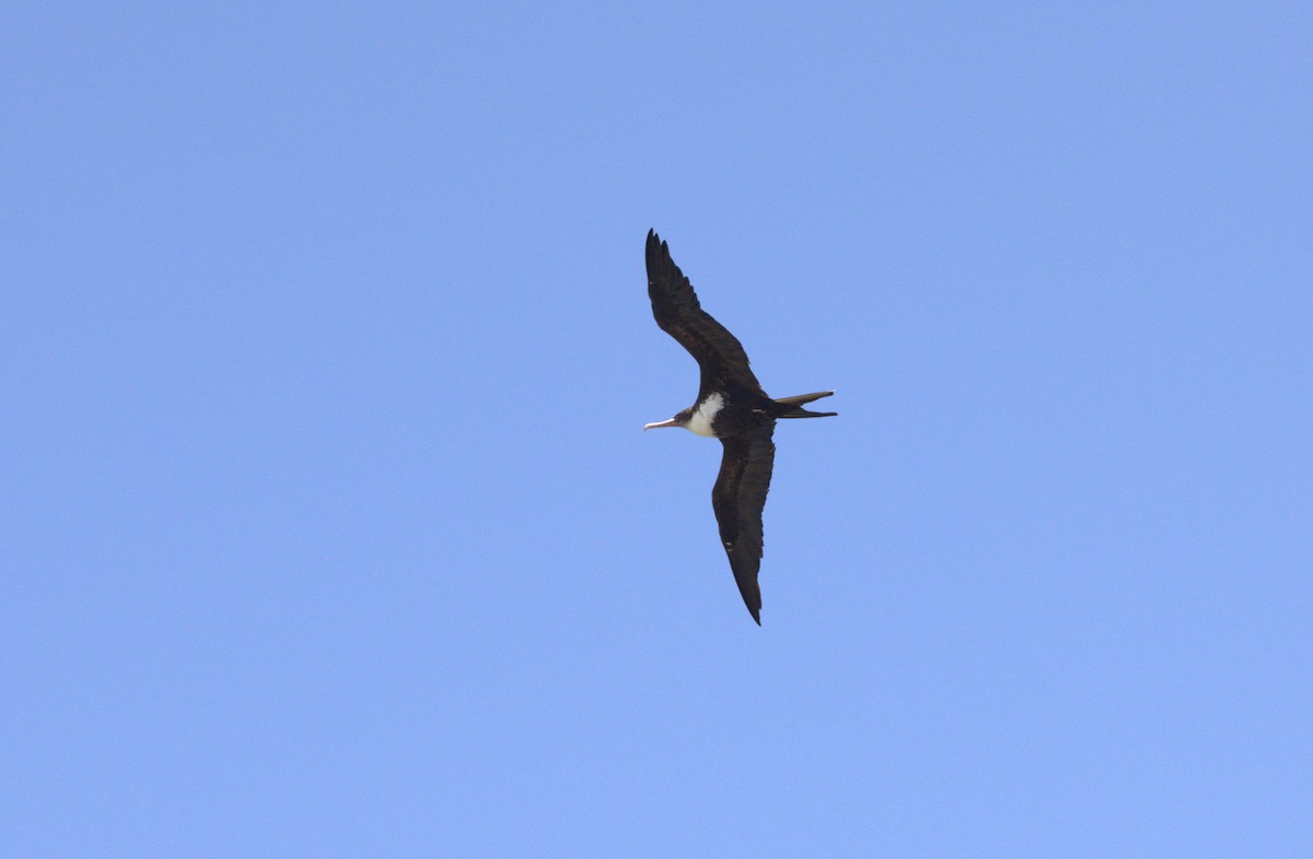 Great Frigatebird - Von Welch