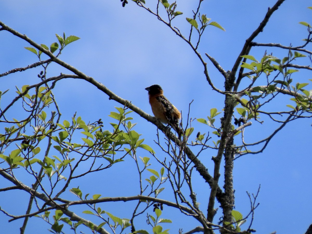 Black-headed Grosbeak - George Gerdts