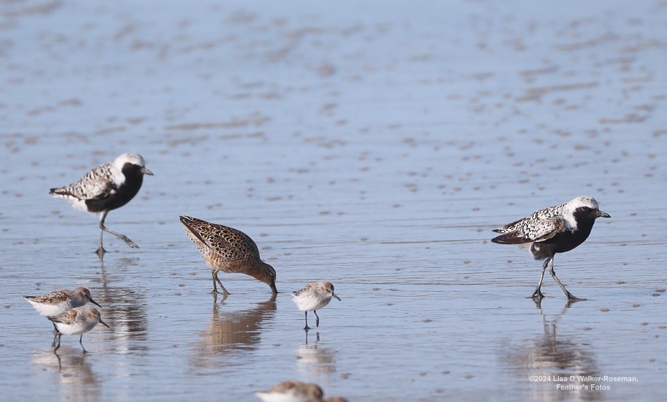 Short-billed Dowitcher - ML618292086