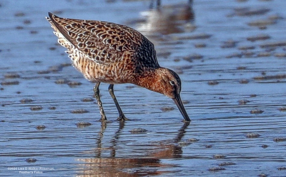 Short-billed Dowitcher - ML618292087