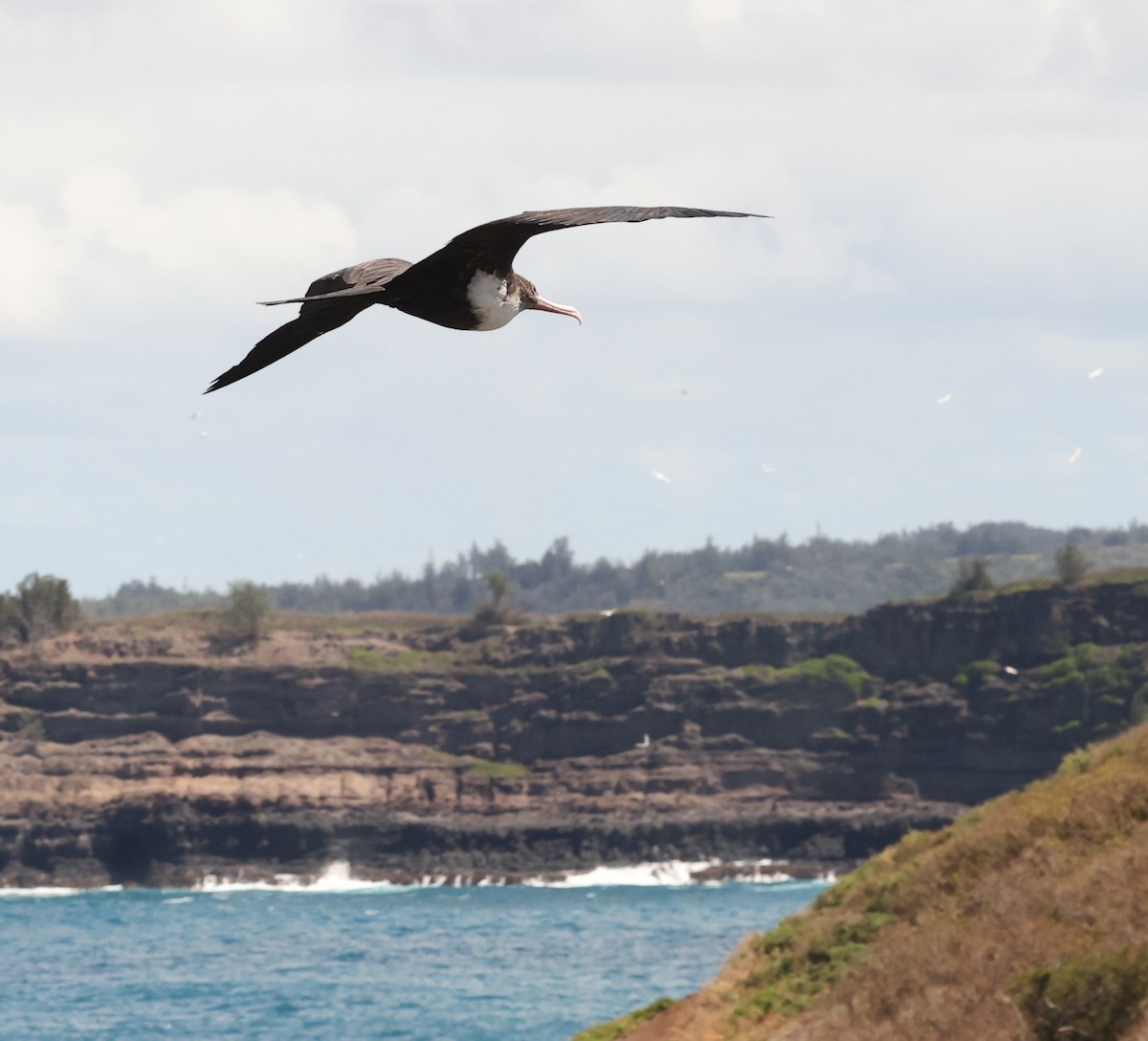 Great Frigatebird - Von Welch