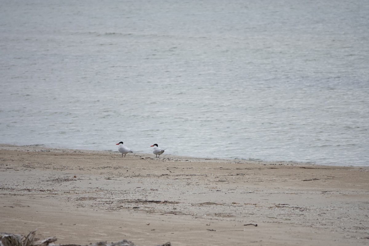 Caspian Tern - ML618292099