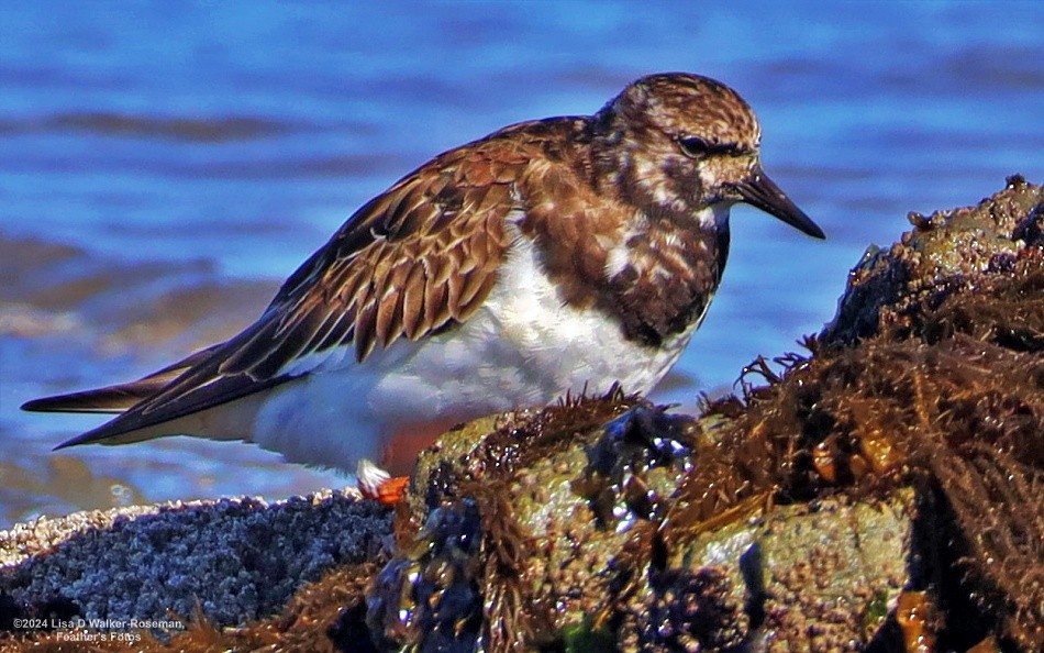 Ruddy Turnstone - Lisa Walker-Roseman