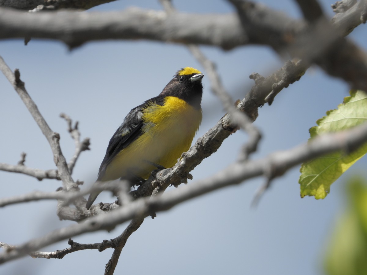 Purple-throated Euphonia - ML618292116