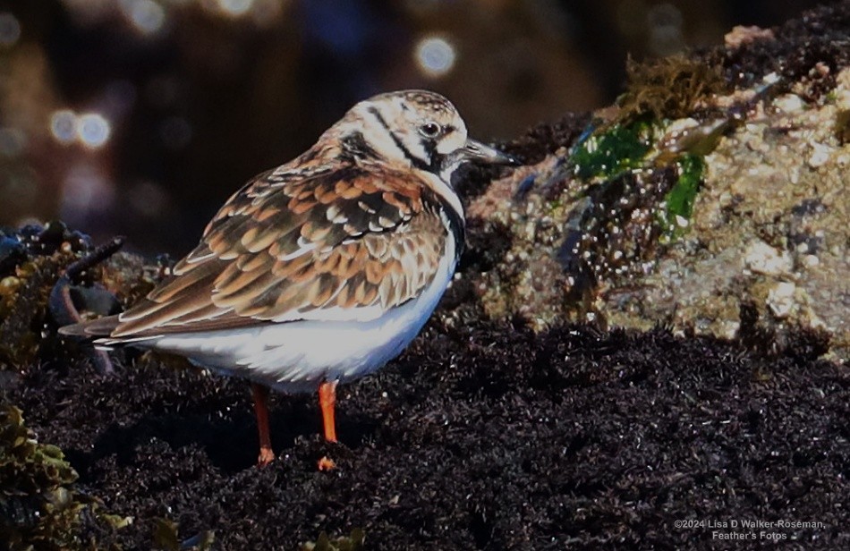 Ruddy Turnstone - Lisa Walker-Roseman