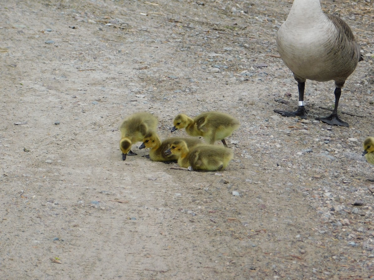 Canada Goose - ML618292131