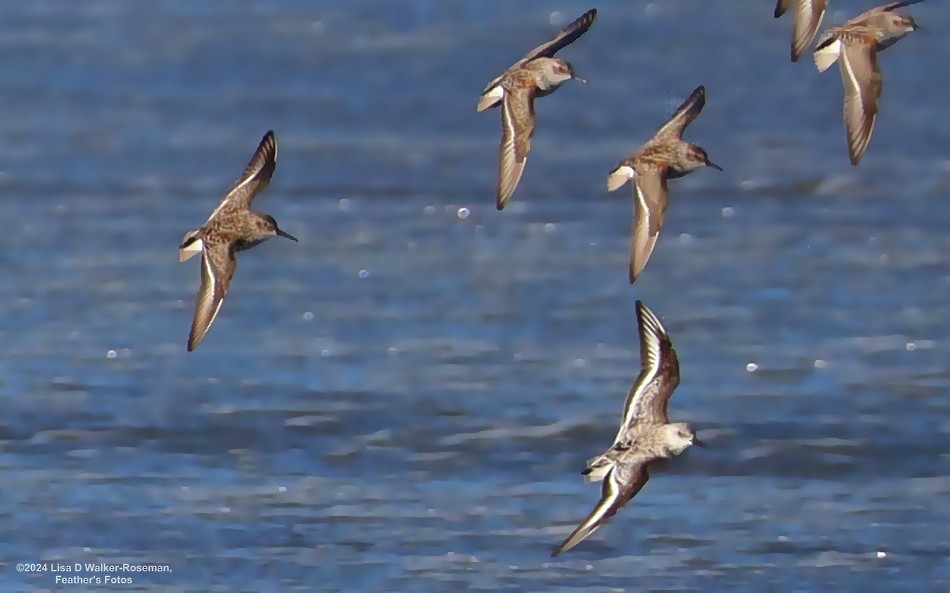 Red Knot - Lisa Walker-Roseman