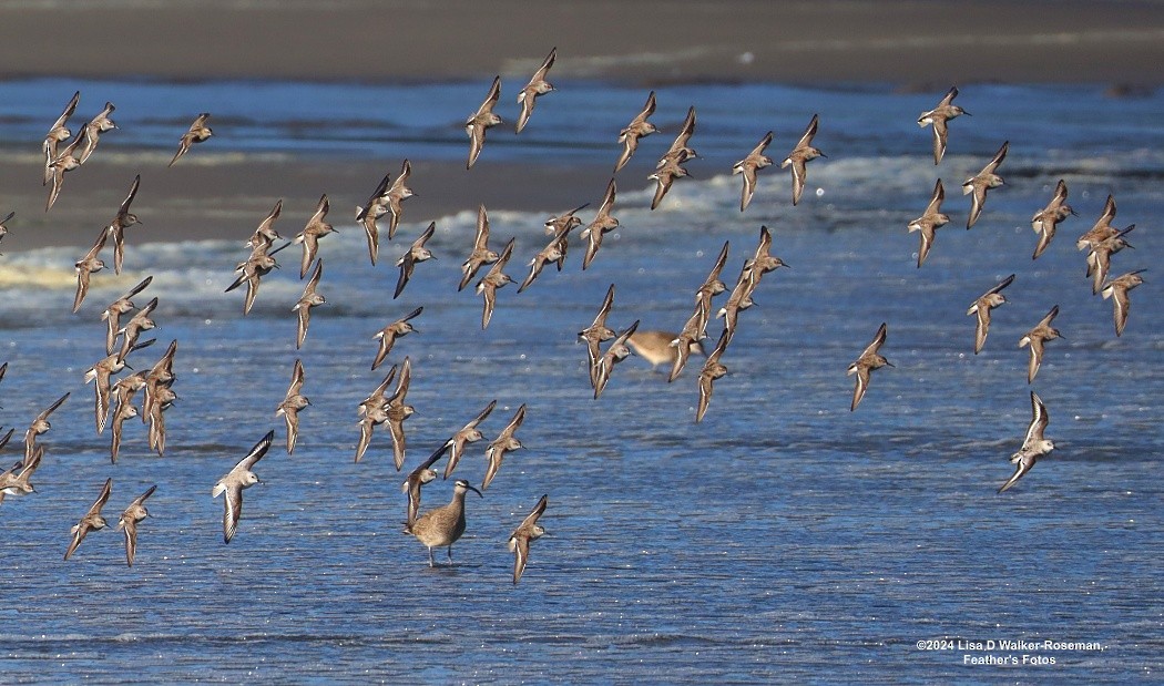 Red Knot - Lisa Walker-Roseman