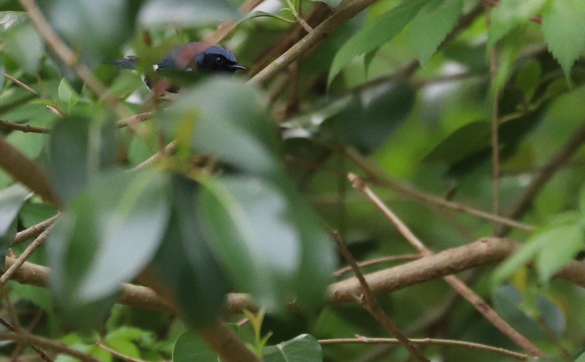 Black-throated Blue Warbler - Rob Bielawski