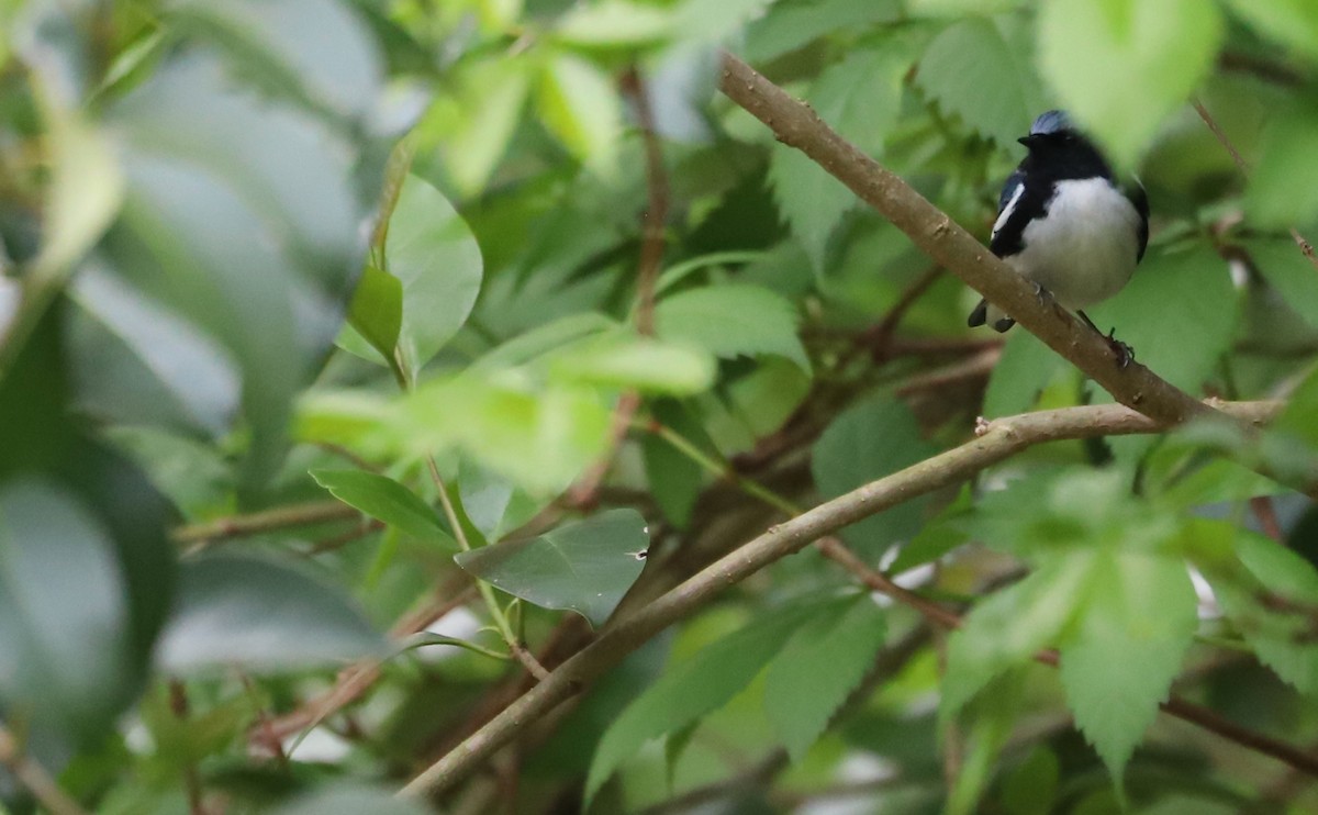 Black-throated Blue Warbler - Rob Bielawski