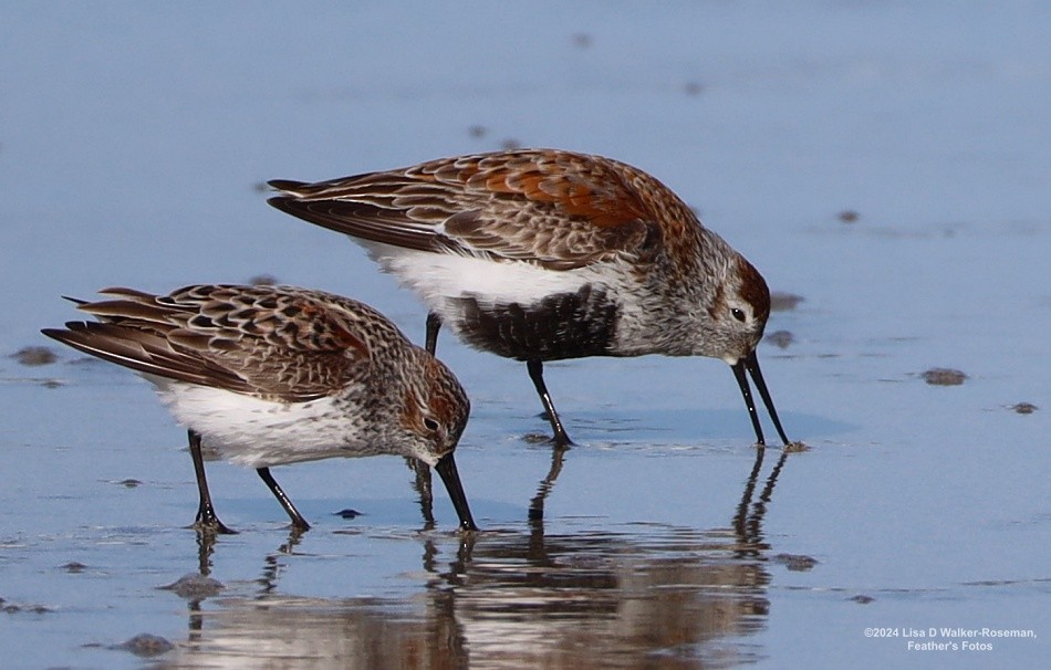 Sanderling - Lisa Walker-Roseman