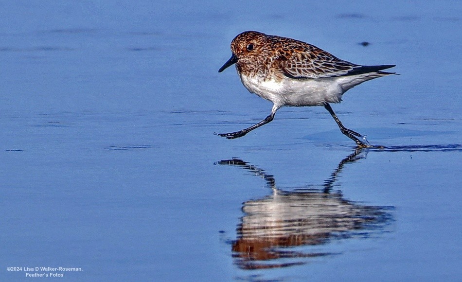 Sanderling - Lisa Walker-Roseman