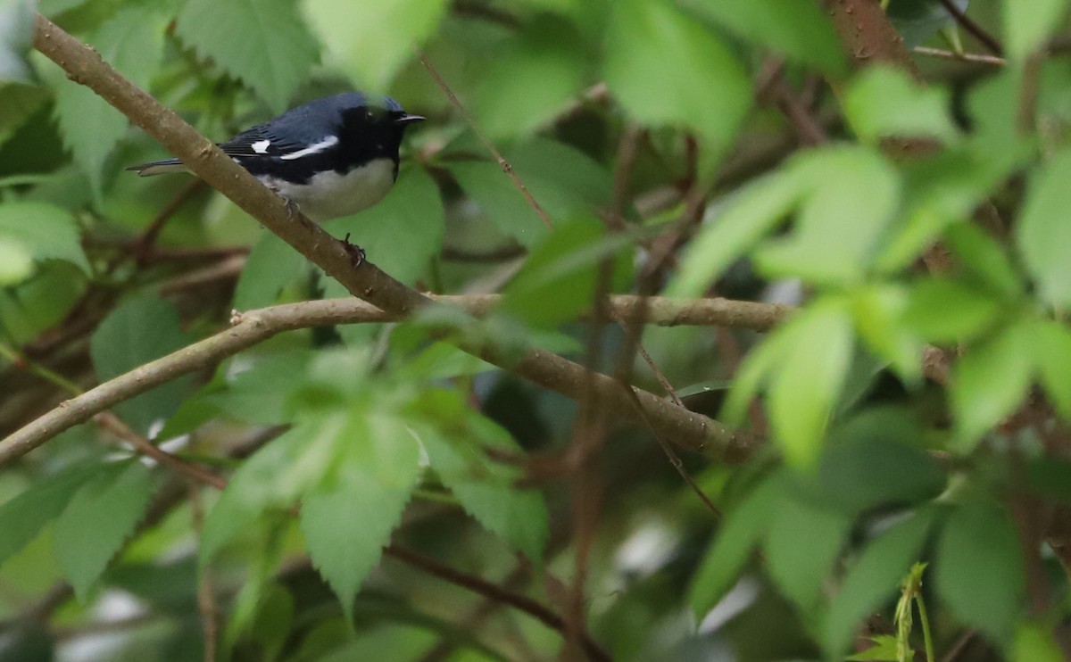 Black-throated Blue Warbler - Rob Bielawski