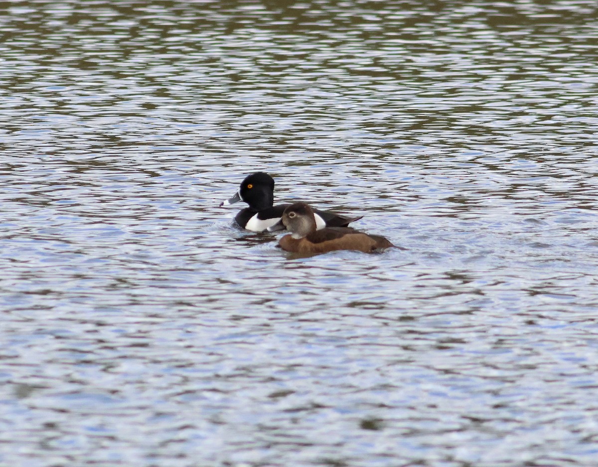 Ring-necked Duck - ML618292167