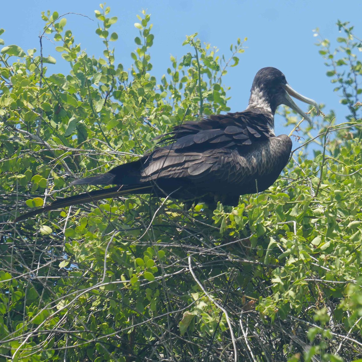 Great Frigatebird - Basia Kruszewska