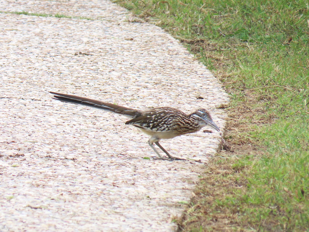 Greater Roadrunner - Alan Morris