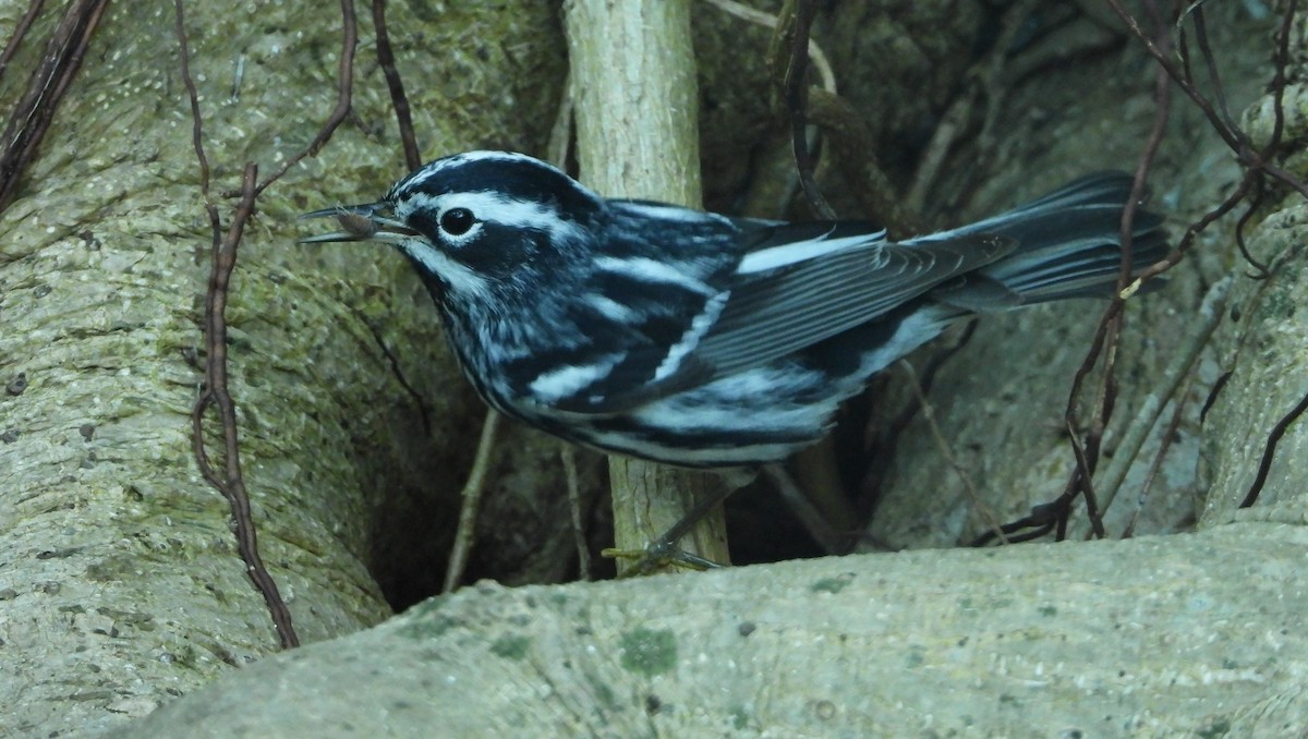 Black-and-white Warbler - Mark Penkower