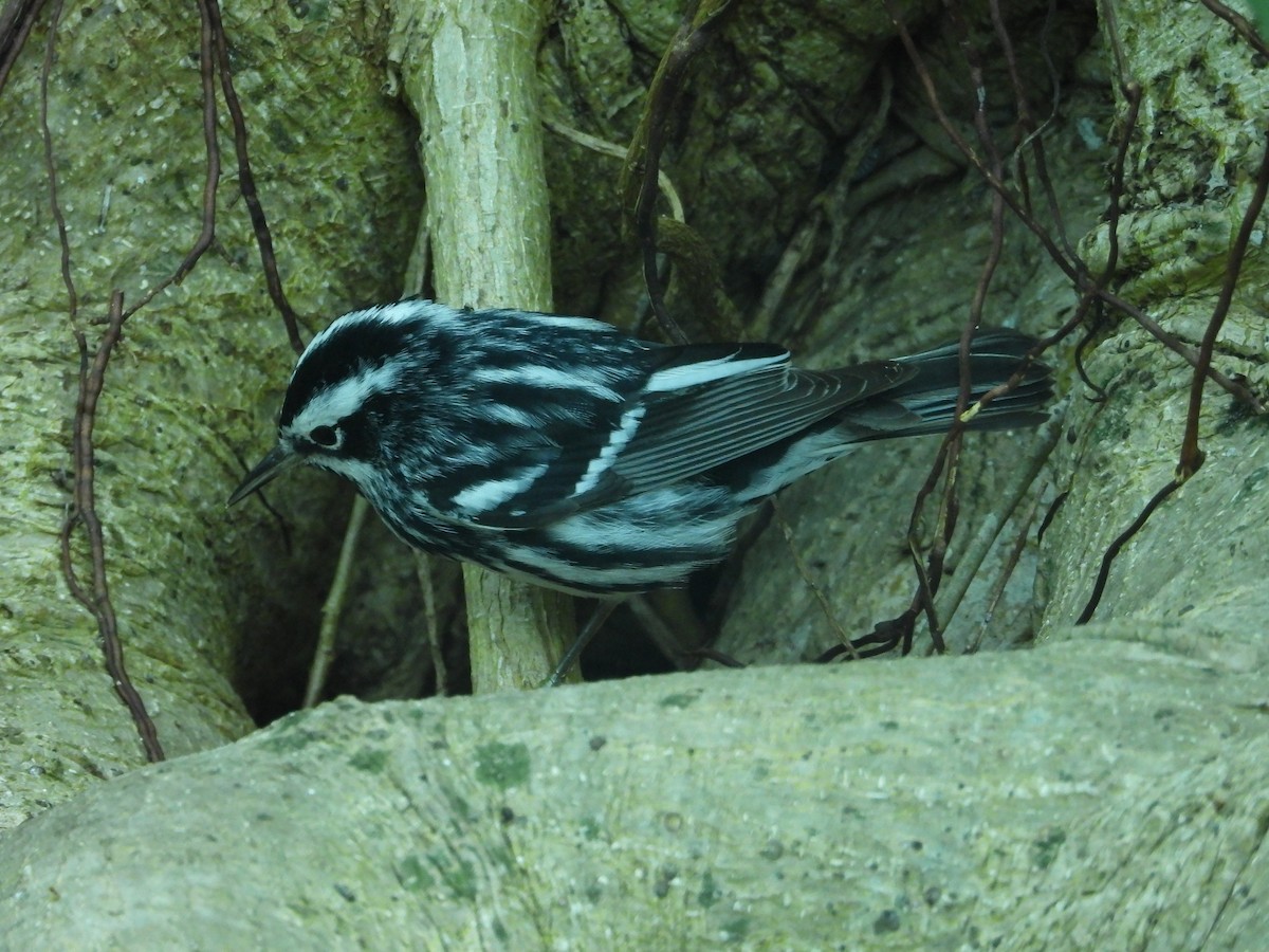 Black-and-white Warbler - Mark Penkower