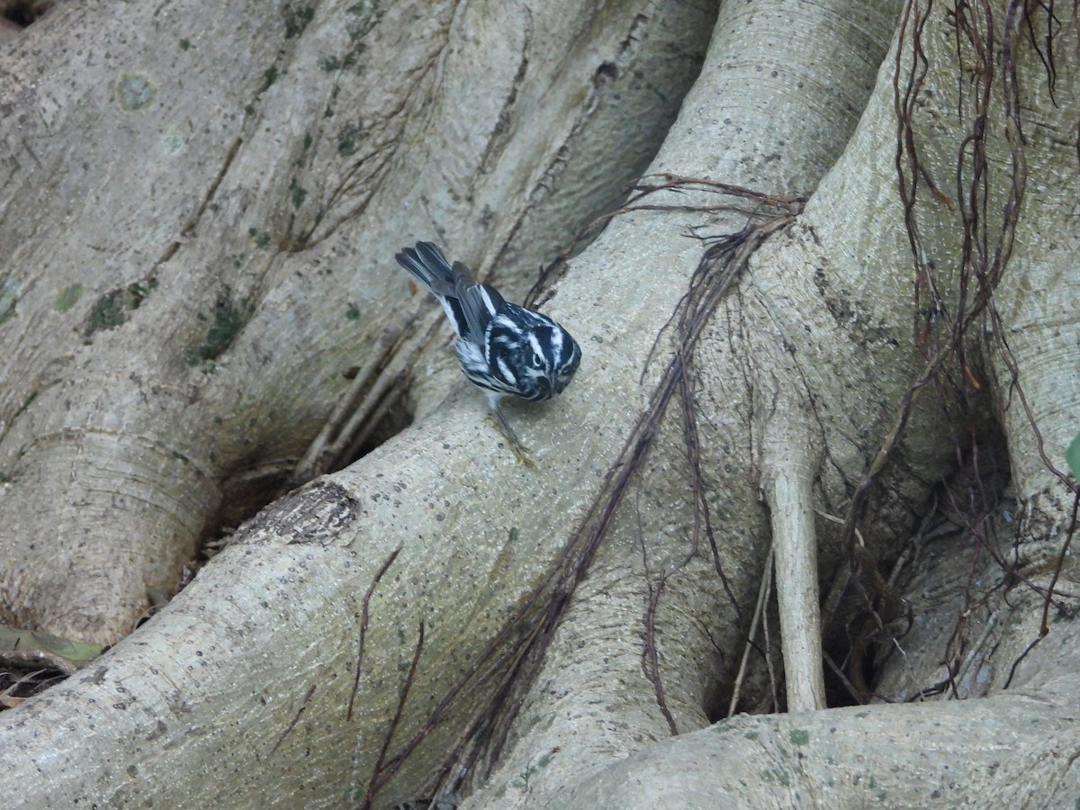 Black-and-white Warbler - Mark Penkower