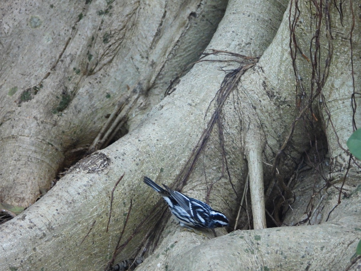 Black-and-white Warbler - Mark Penkower