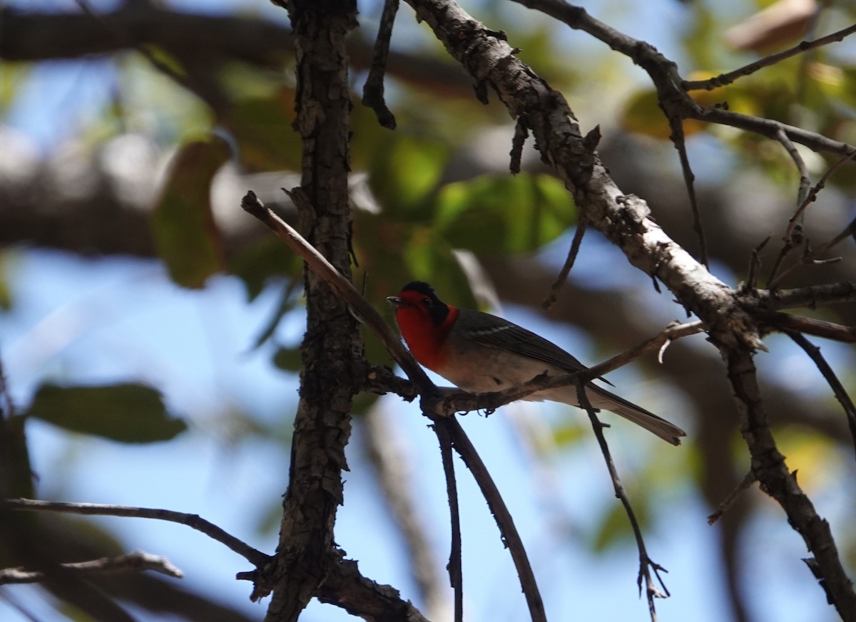 Red-faced Warbler - Danette Henderson