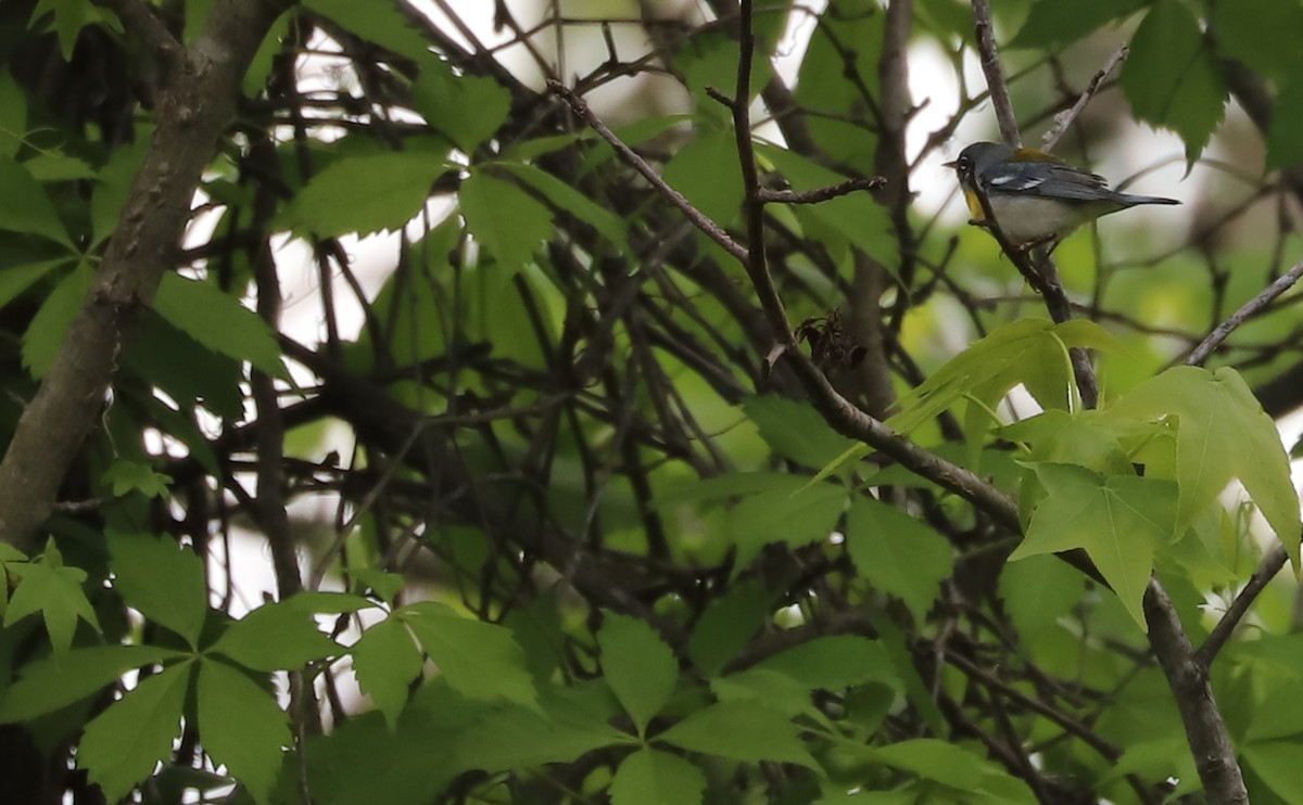 Northern Parula - Rob Bielawski