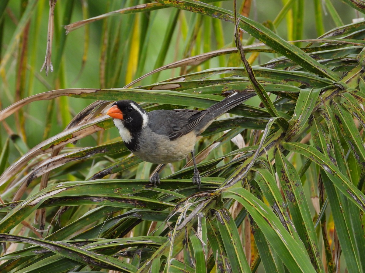 Golden-billed Saltator - Más Aves