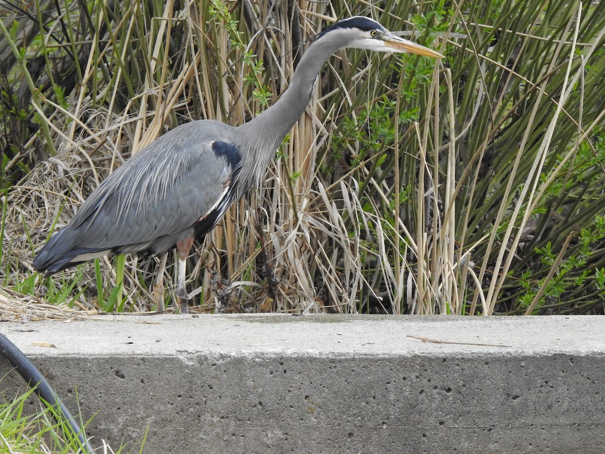 Great Blue Heron - Jack VanDyk