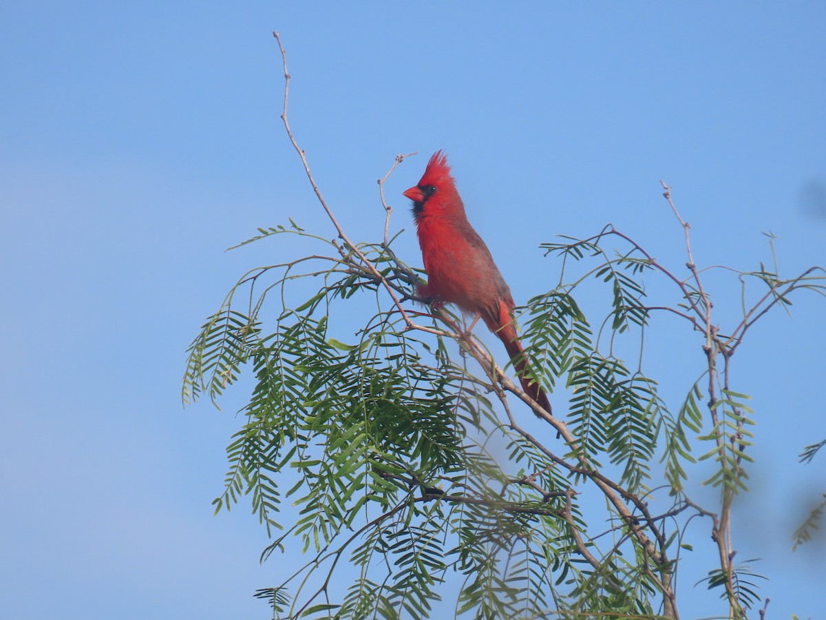 Northern Cardinal - Alan Morris