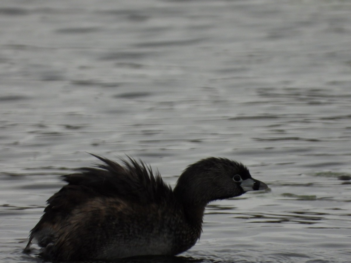 Pied-billed Grebe - Olivier Dansereau