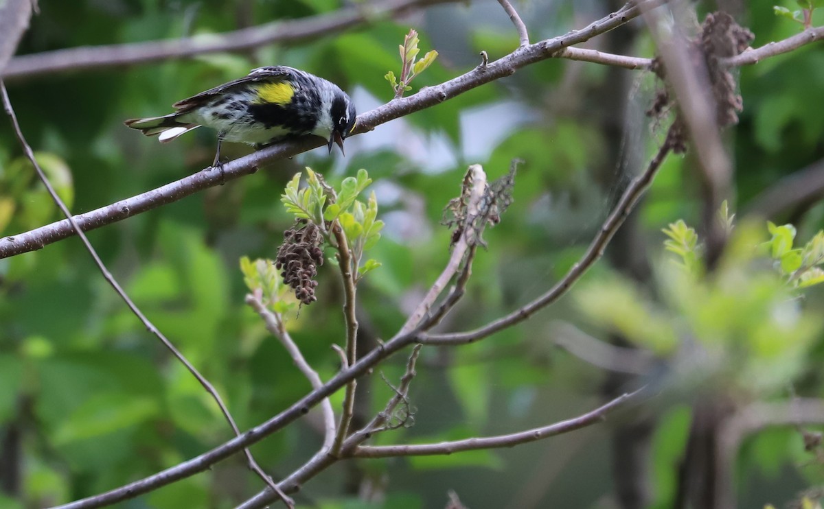 lesňáček žlutoskvrnný (ssp. coronata) - ML618292256