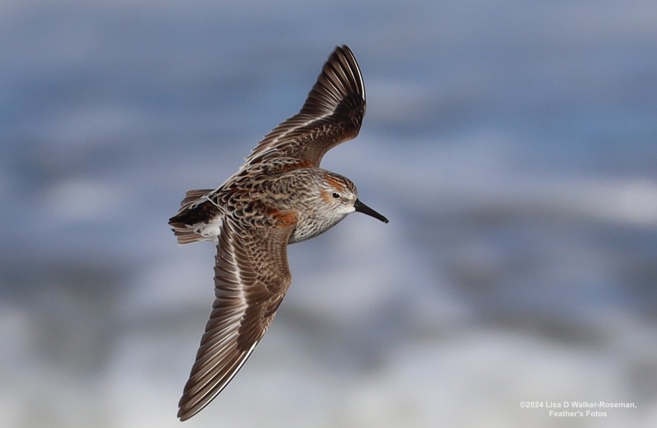 Western Sandpiper - Lisa Walker-Roseman