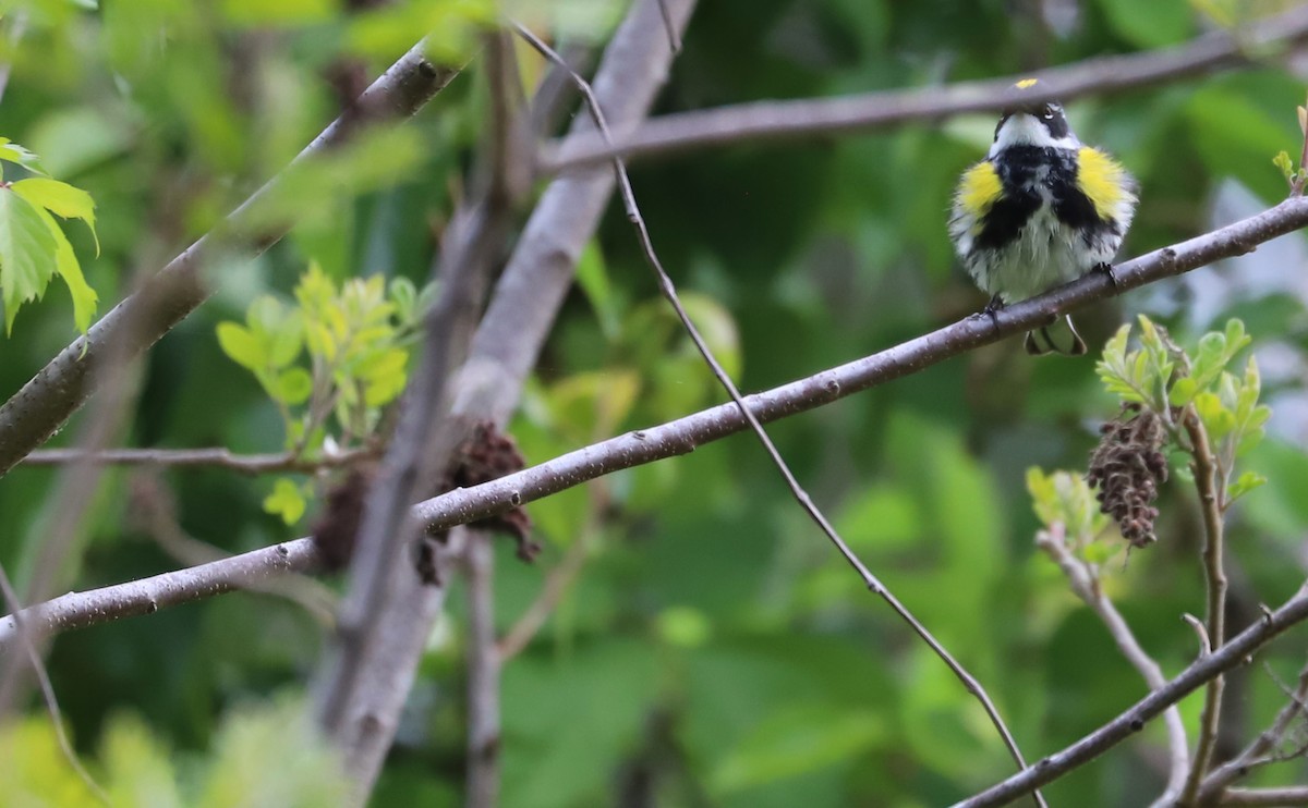 lesňáček žlutoskvrnný (ssp. coronata) - ML618292270