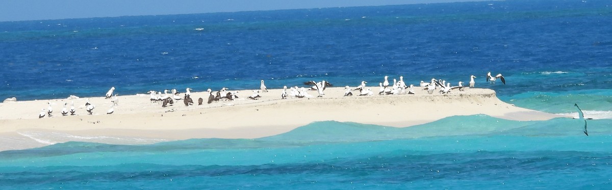 Masked Booby - John  Paalvast