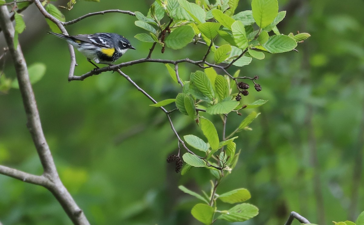 Yellow-rumped Warbler (Myrtle) - Rob Bielawski