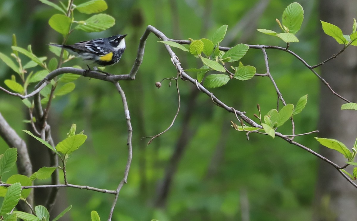 Yellow-rumped Warbler (Myrtle) - Rob Bielawski