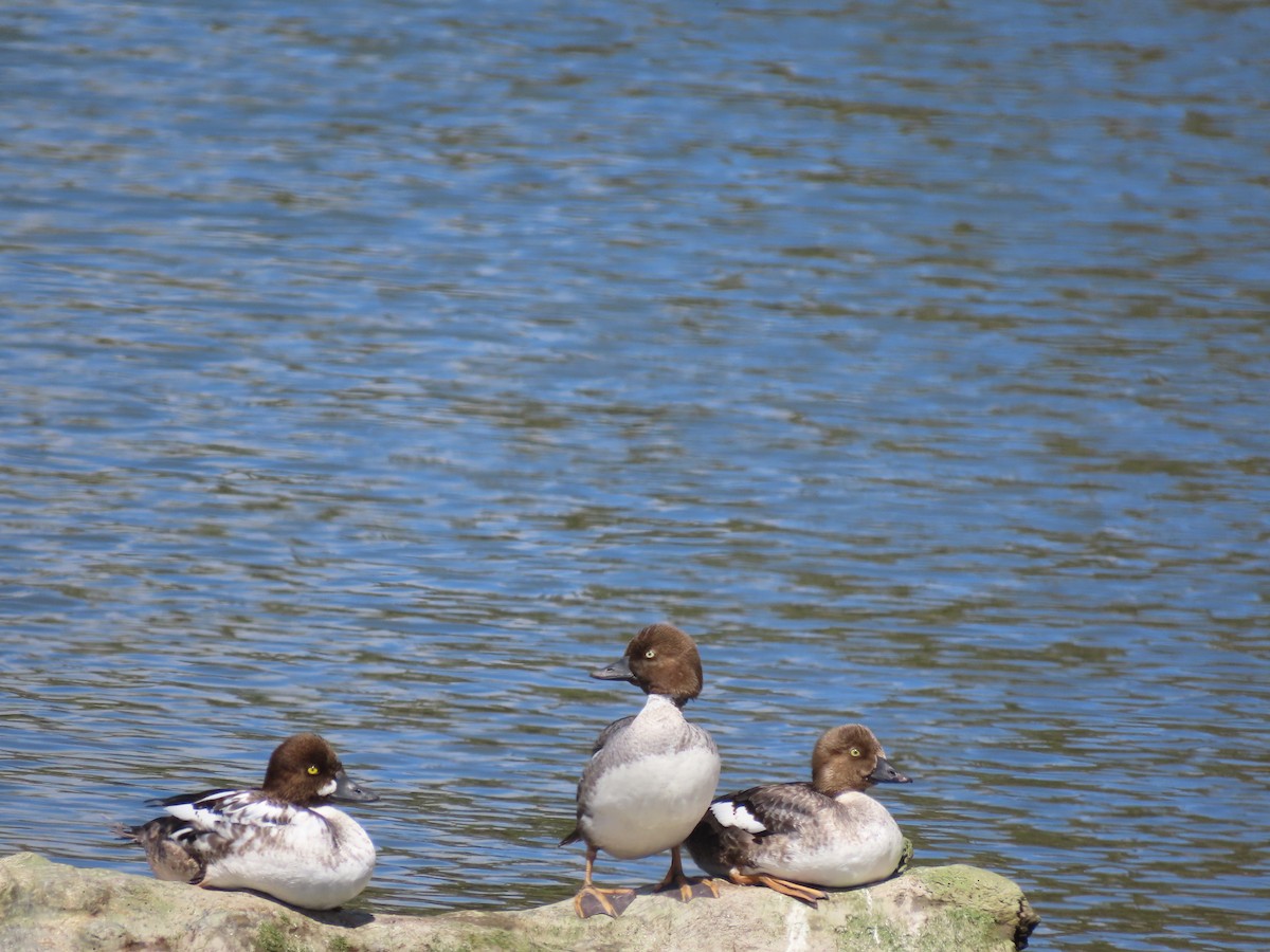 Common Goldeneye - Cordia Sammeth