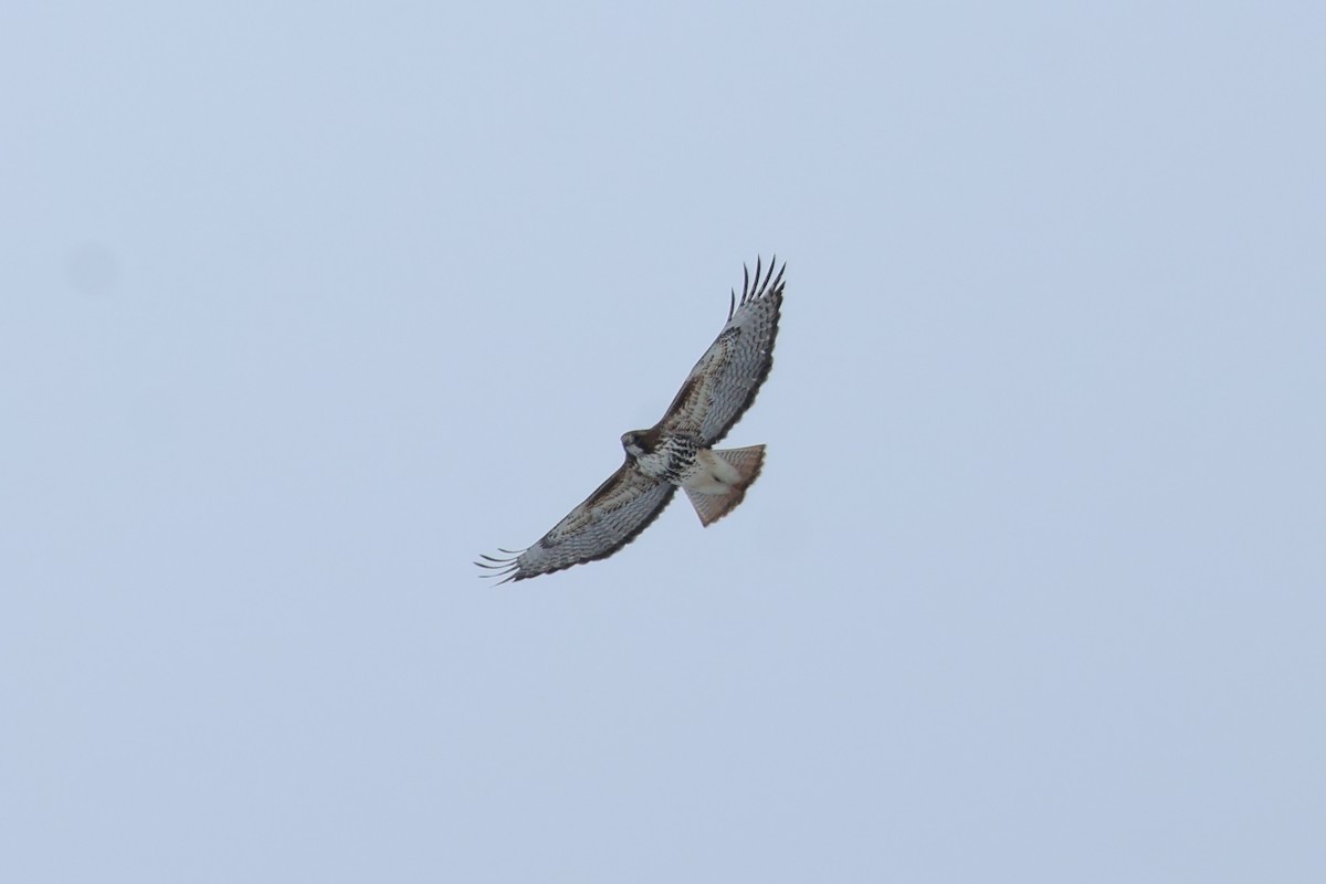 Red-tailed Hawk (abieticola) - Sam Darmstadt