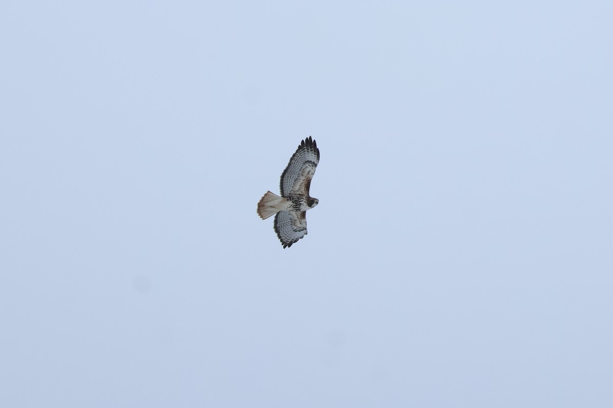 Red-tailed Hawk (abieticola) - Sam Darmstadt