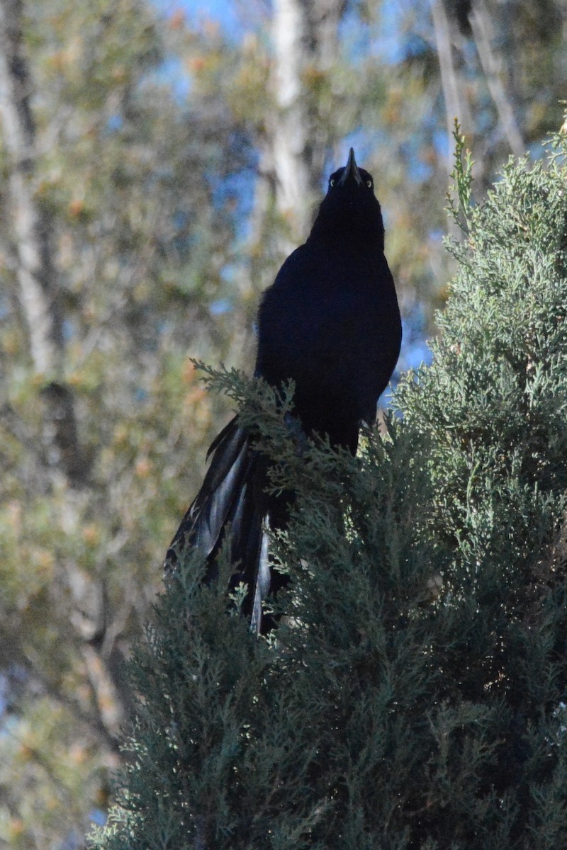 Great-tailed Grackle - Cathy Pasterczyk