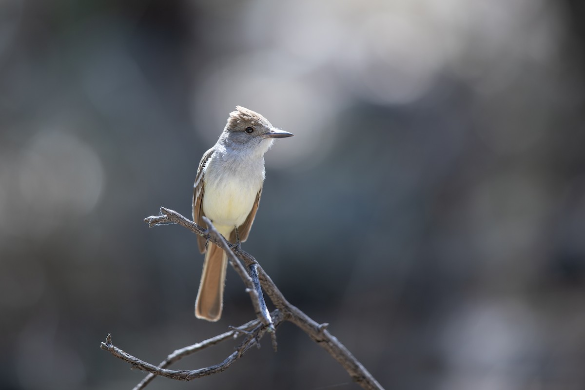 Ash-throated Flycatcher - ML618292309