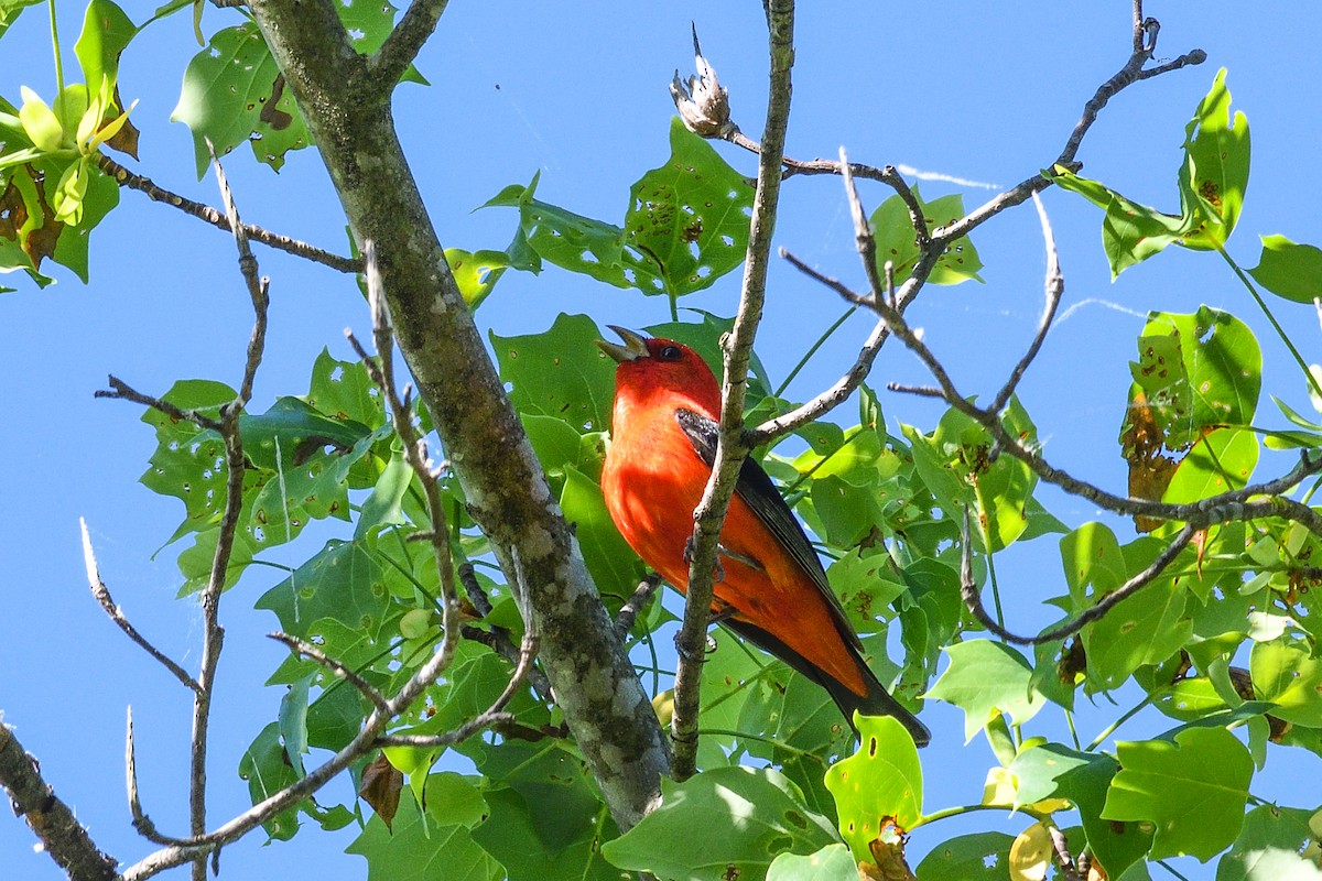 Scarlet Tanager - Beth and Dan Fedorko