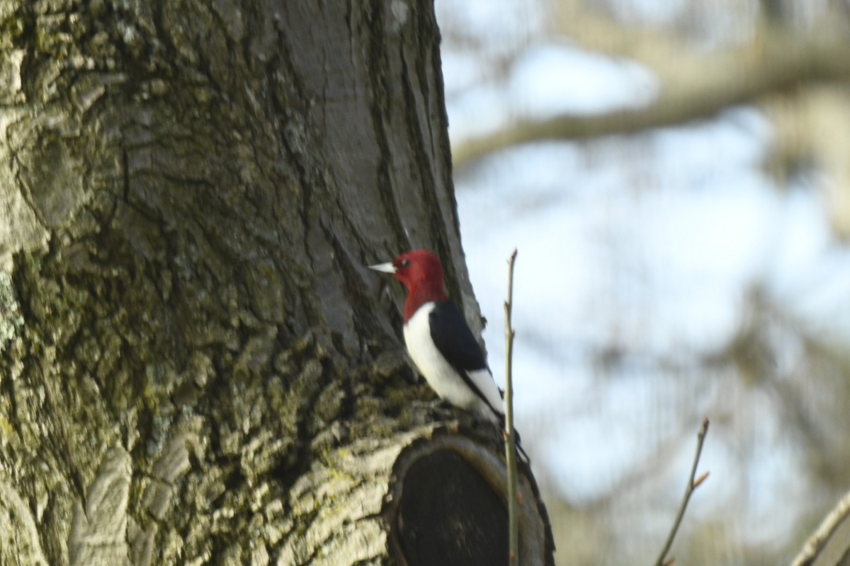 Red-headed Woodpecker - Randy Dougherty