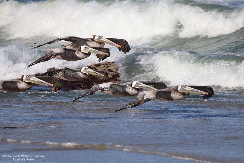 Brown Pelican - Lisa Walker-Roseman