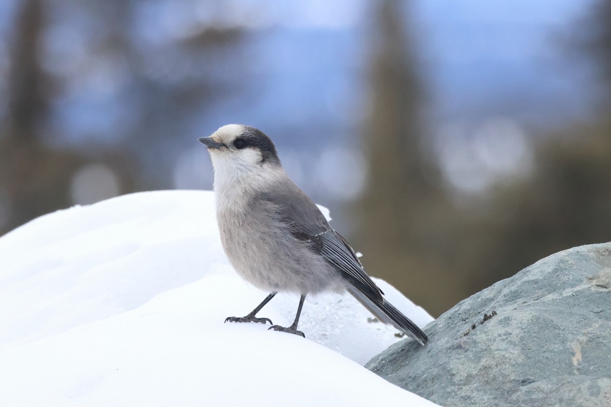 Canada Jay - ML618292348