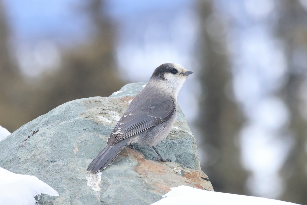 Canada Jay - Sam Darmstadt